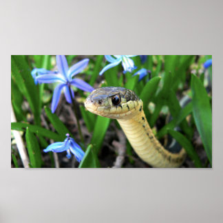 Poster Cute serpent
