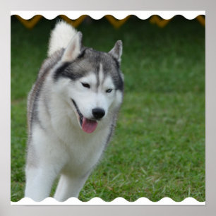 Poster Cute Siberian Husky