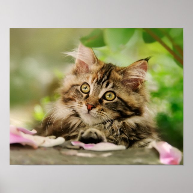 Poster Cute Tabby Maine Coon Chat Kitten Fluffé Tête Phot (Devant)