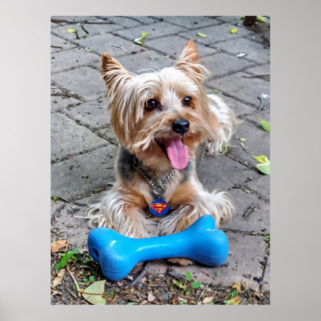 Poster Cute Terrier (Devant)