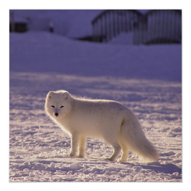 Poster Cute White Arctic Fox neige hiver Photographie (Devant)