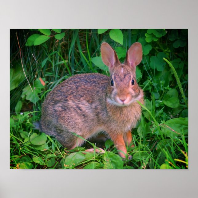 Poster Cute Wild Brown Rabbit Faune (Devant)