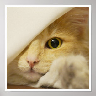 Poster Cute Yellow Cat Face Peeking Out from Sheet