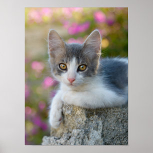 Poster Cute Young Bicolor Chat Kitten Fleurs Animaux -