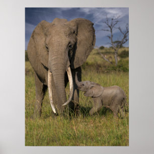 Poster Cutest Baby Animals   Amama Elephant With Baby