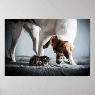 Poster Cutest Baby Animals   Baby Kitten & Dog