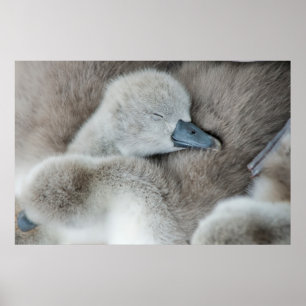 Poster Cutest Baby Animals Baby Mute Swan