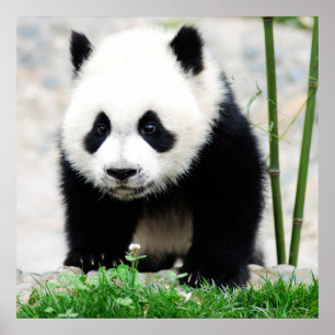Poster Cutest Baby Animals   Baby Panda Bear