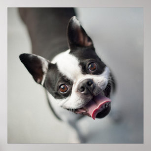 Poster Cutest Baby Animals Boston Bulldog Smile
