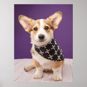 Poster Cutest Baby Animals Corgi Puppy Skull Bandana