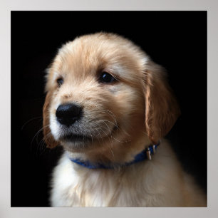 Poster Cutest Baby Animals   Golden Retriever Puppy