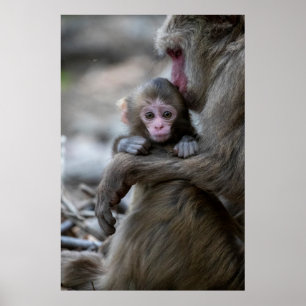Poster Cutest Baby Animals Japanese Monkey & Baby