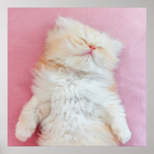 Poster Cutest Baby Animals Lovely Kitten Sleeping