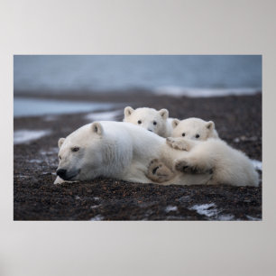 Poster Cutest Baby Animals   Polar Bear Family Alaska
