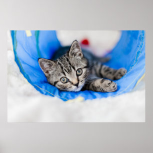 Poster Cutest Baby Animals   Tabby Kitten in Play Tunnel