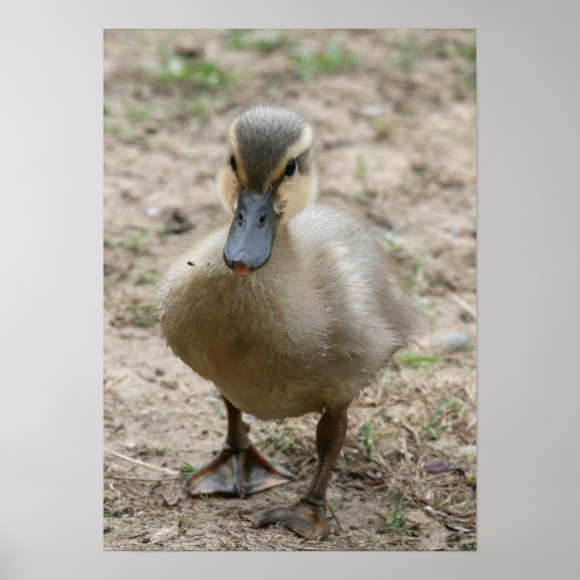 Poster "Cutie" (Devant)