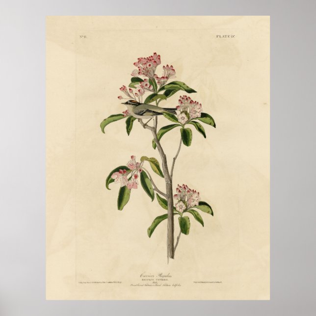 Poster Cuvier's Kinglet (Cuvier's Regulus) Audubon Birds (Devant)