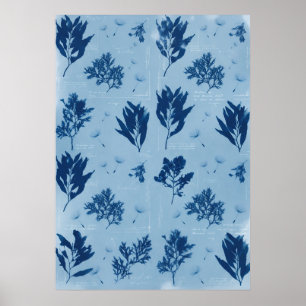 Poster Cyanotype de algues pressées bleues motif côtier