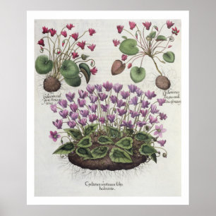 Poster Cyclamen : 1.Cyclamen sérotinum foliis hederaceis 
