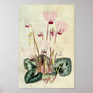 Poster Cyclamen persan Vintage