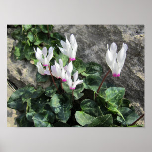 Poster Cyclamen sauvage