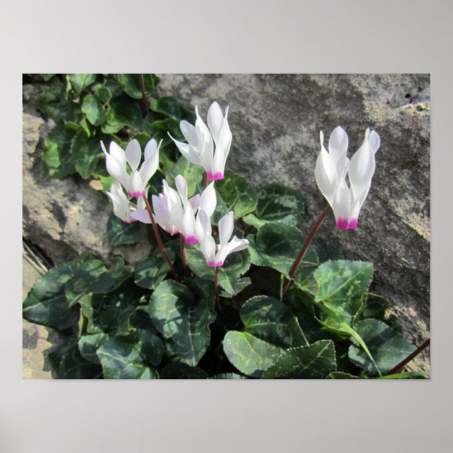 Poster Cyclamen sauvage (Devant)