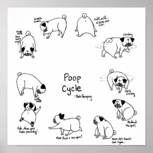 Poster Cycle de bouchon de carlin