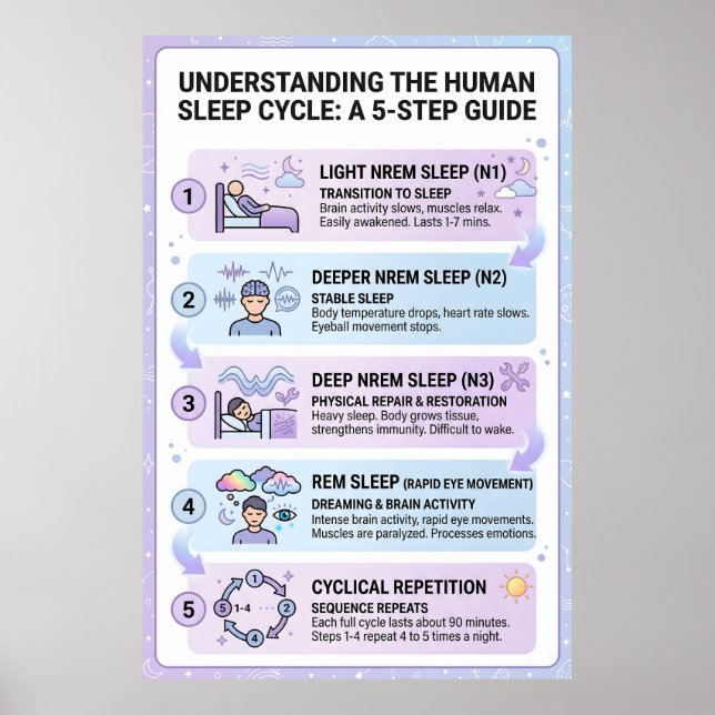 Poster Cycle de sommeil humain : Guide infographique en 5 (Devant)
