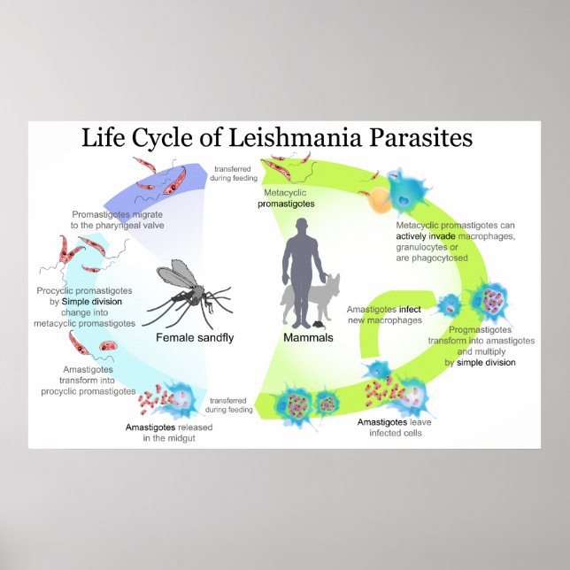 Poster Cycle de vie des parasites du genre Leishmaniose (Devant)