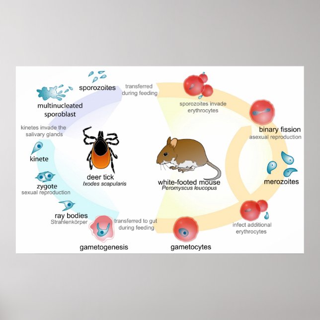 Poster Cycle de vie du Parasite Babesia (Devant)