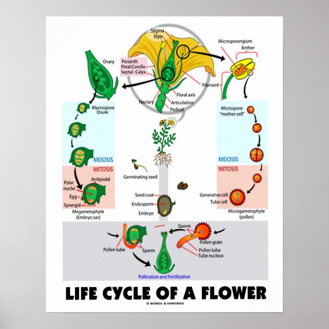 Poster Cycle De Vie D'Une Fleur (Angiosperme) (Devant)
