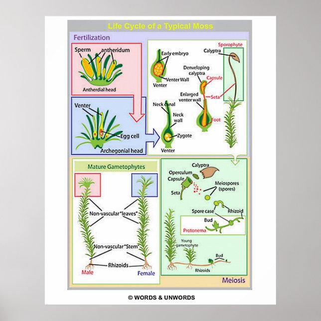 Poster Cycle De Vie D'Une Mousse Typique (Bryophyte) (Devant)