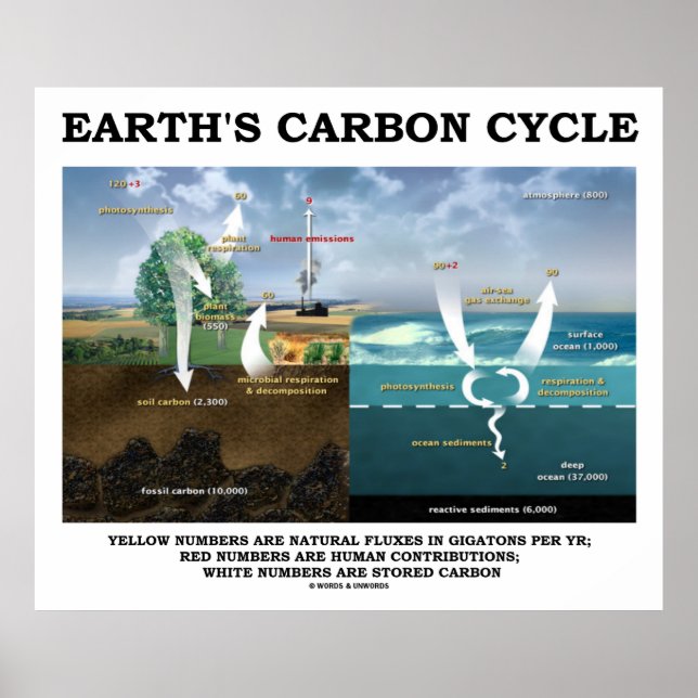 Poster Cycle du carbone terrestre (Science de la Terre) (Devant)