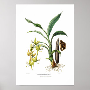 Poster Cycnoches ventricosum par Miss Drake.