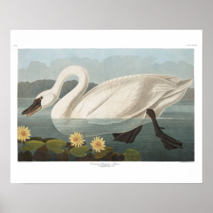 Poster cygne audubon cygnes d'eau blanche