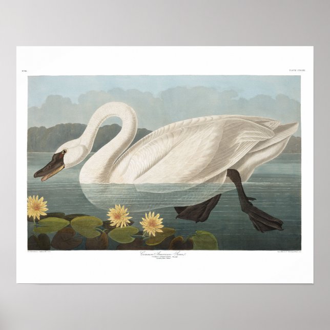 Poster cygne audubon cygnes d'eau blanche (Devant)