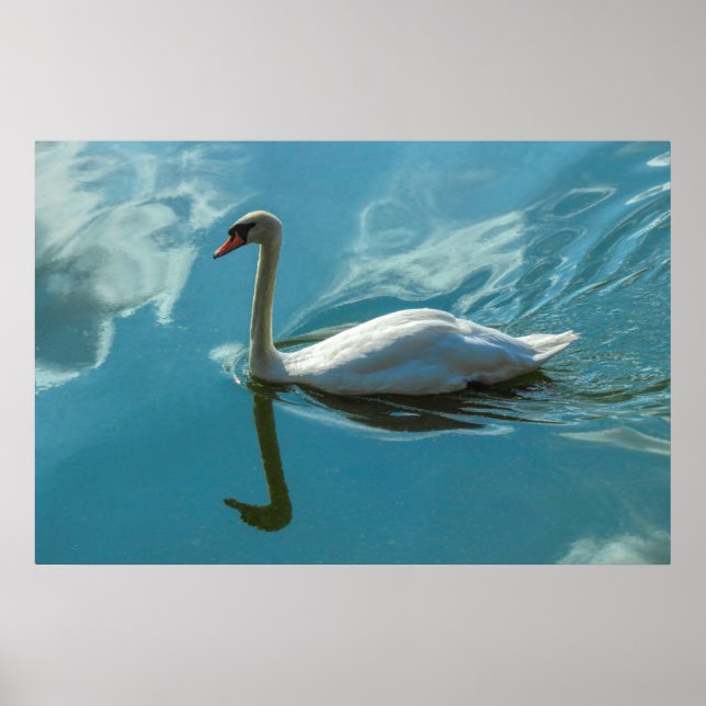 Poster Cygne avec reflets nuageux (Devant)