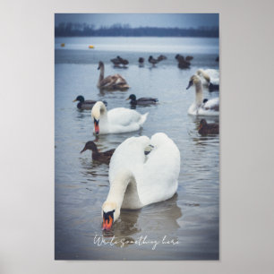 Poster Cygne blanc