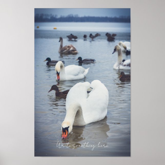 Poster Cygne blanc  (Devant)