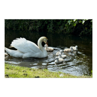 Poster Cygne blanc avec poules
