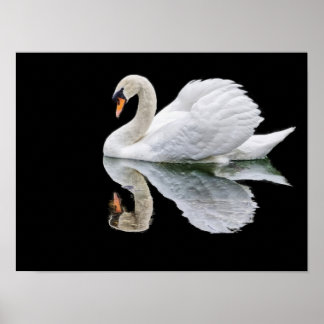 Poster Cygne blanc sur arrière - plan noir