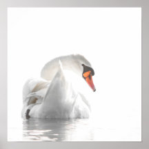 Cygne blanc sur eau brumeuse – Photographie minima