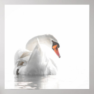 Poster Cygne blanc sur eau brumeuse – Photographie minima