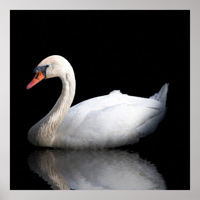 Poster Cygne blanc sur noir (Devant)