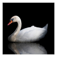 Cygne blanc sur noir