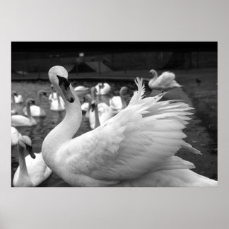 Poster Cygne dans le parc de l'île Barry