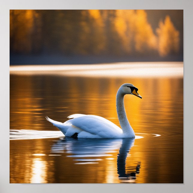 Poster Cygne gracieux sur un lac (Devant)