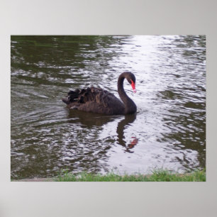 Poster Cygne noir