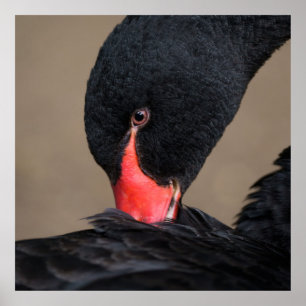 Poster Cygne noir