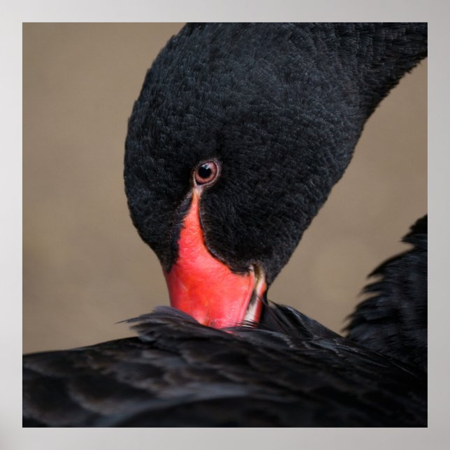Poster Cygne noir (Devant)